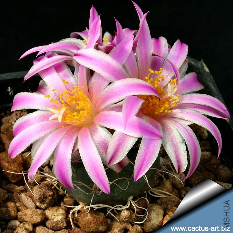 Turbinicarpus_pseudomacrochele_Bernal_fl_810.jpg