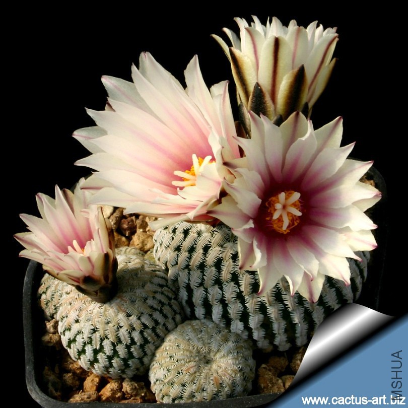 Turbinicarpus_pseudopectinatus_cerritos_810.jpg