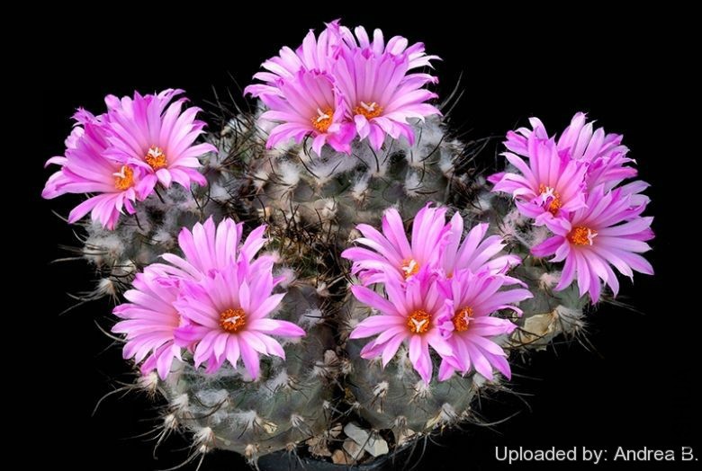 Turbinicarpus_roseiflorus_2403_l.jpg