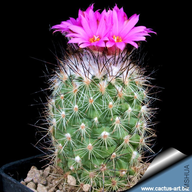 Turbinicarpus_viereckii_neglectus_L1159_810.jpg