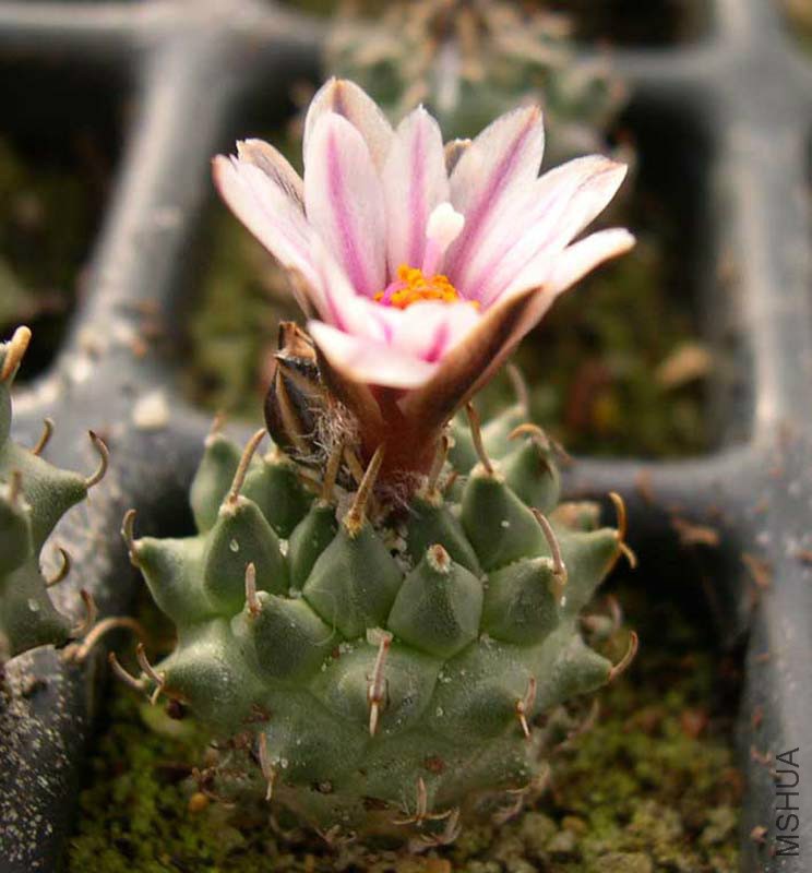 Turbinicarpus-panarottoi.jpg