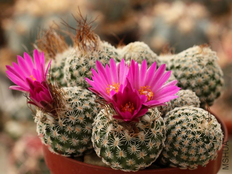 turbinicarpus-sphacellatus-mh-490.jpg
