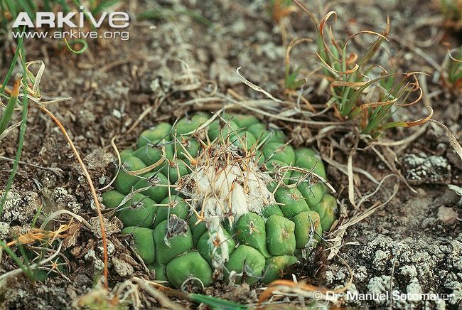 Wild-Turbinicarpus-lophophoroides.jpg