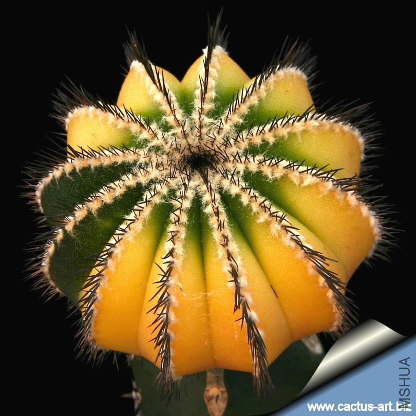 U_pectinifera_variegata_810.jpg