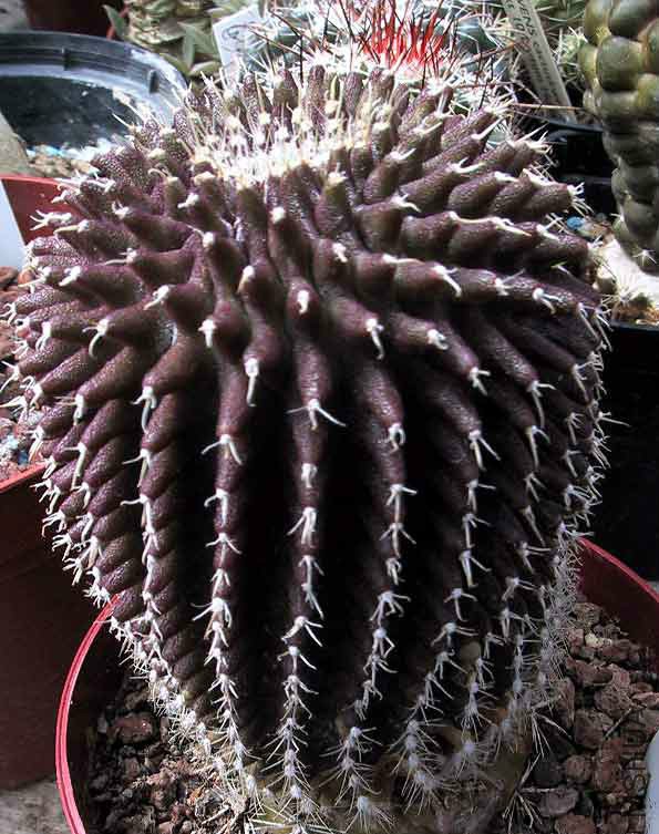 Uebelmannia Meninensis V Rubra.jpg