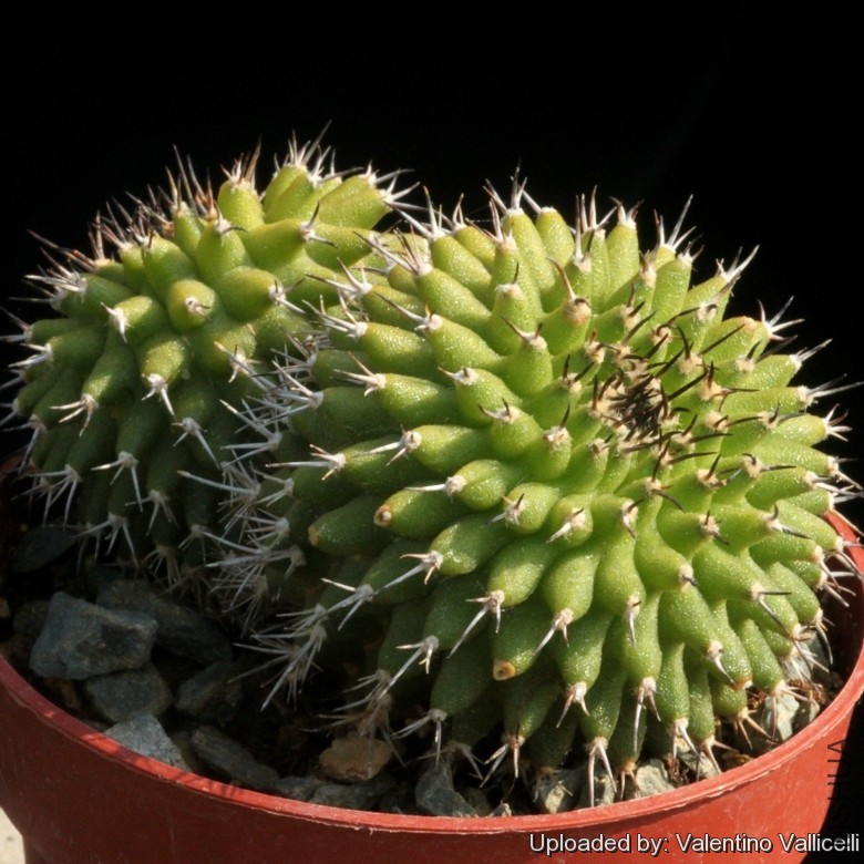 Uebelmannia_meninensis_16242_l.jpg