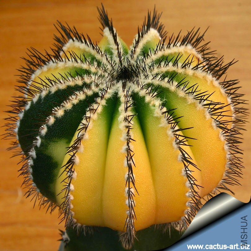 Uebelmannia_pectinifera_variegata_810.jpg