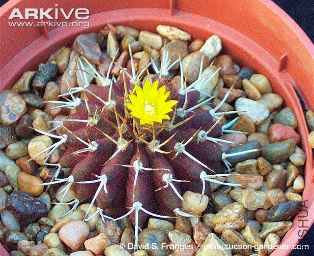 Uebelmannia-buiningii-emerging-flower.jpg