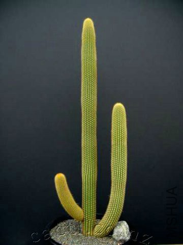 library-w-weberbauerocereus-johnsonii-1_weberbauerocereus-johnsonii-pic3.jpg