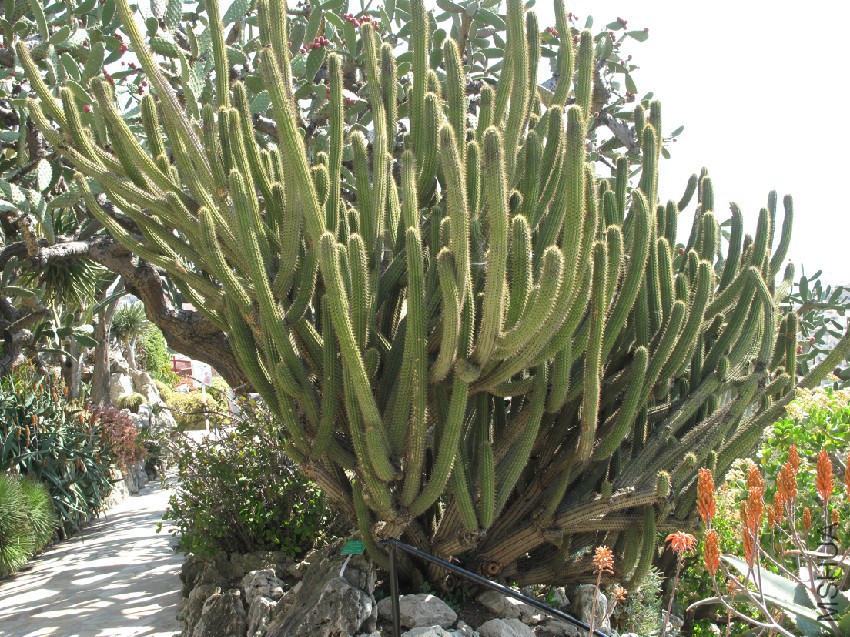 Weberbauerocereus_cuzcoensis.jpg