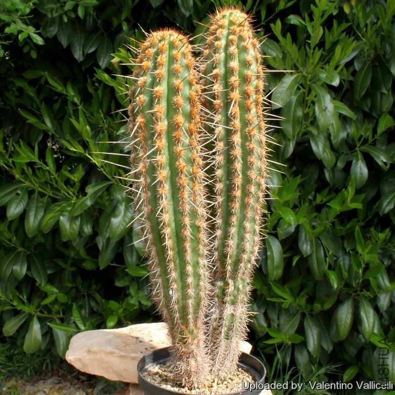 Weberbauerocereus_horridispinus_6721_l.jpg