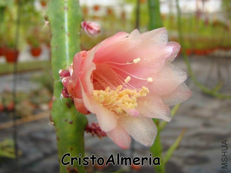 Weberocereus biolleyi FLOR 1.jpg