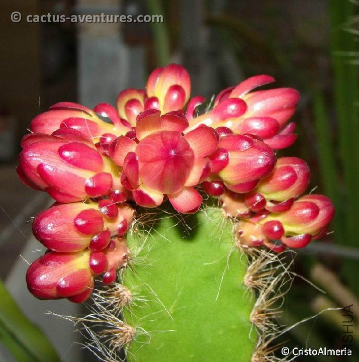 Weberocereus frohningiorum Costa Rica Cristobal Moreno.jpg