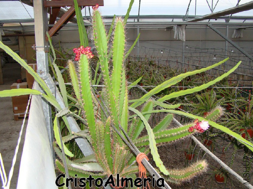 Weberocereus fronningianum o fronningiarum.jpg