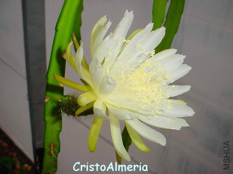 Weberocereus glaber FLOR 3.jpg