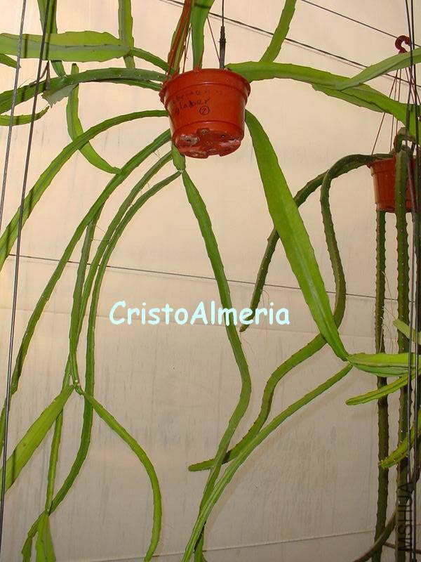 Weberocereus glaber.jpg