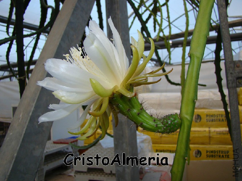 Weberocereus schombuakii FLOR.jpg