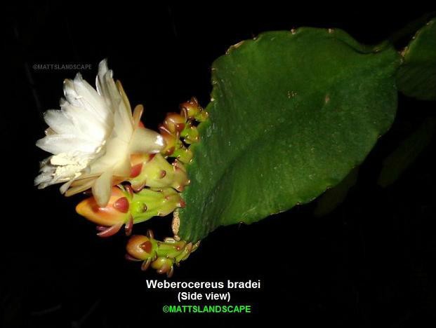 weberocereus_bradei_3_side_view.jpg