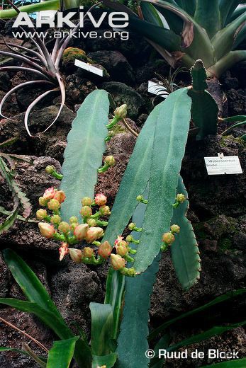 weberocereus-bradei-beginning-to-flower.jpg