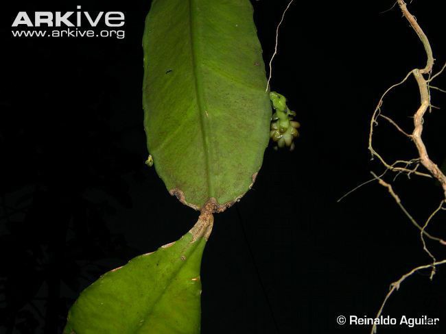weberocereus-bradei-leaf-detail.jpg