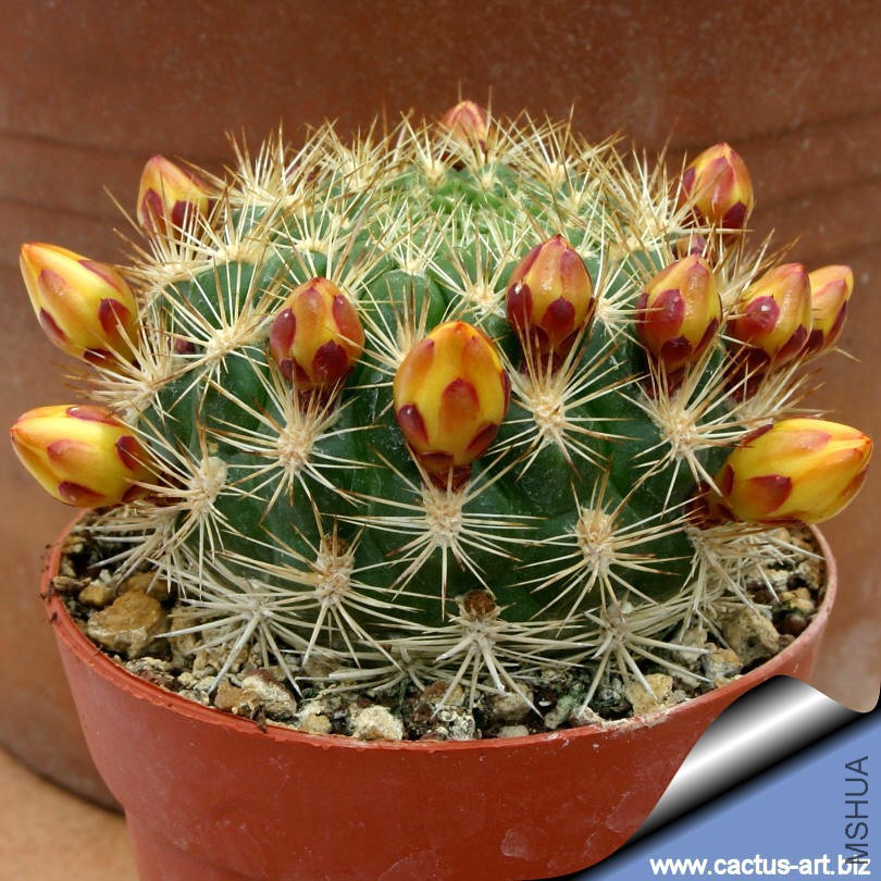 Rebutia_neocumingii_02_810.jpg