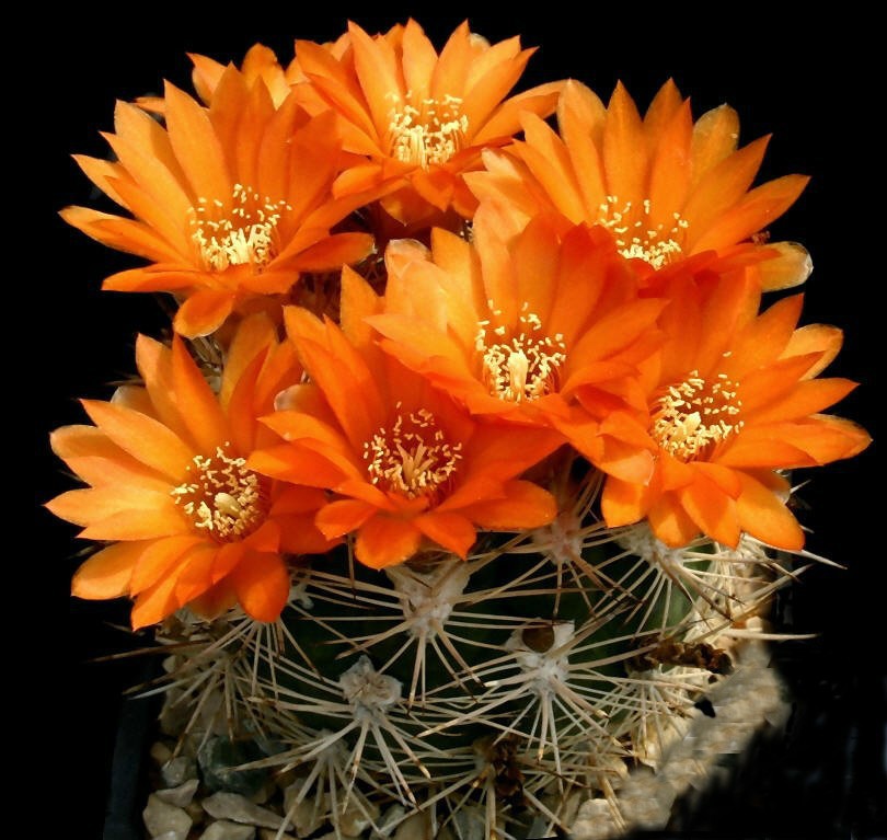 Weingartia Neocumingii (Orange).jpg