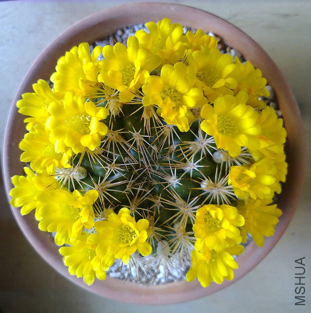 Weingartia neocumingii.jpg