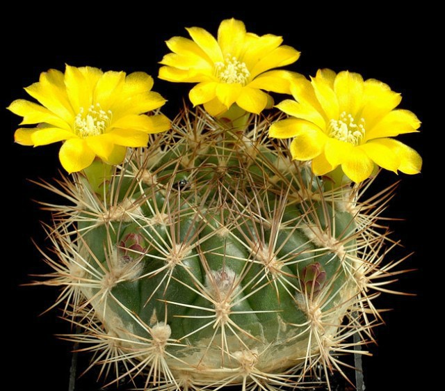 Weingartia Sp (Torotoro,Bol_).jpg