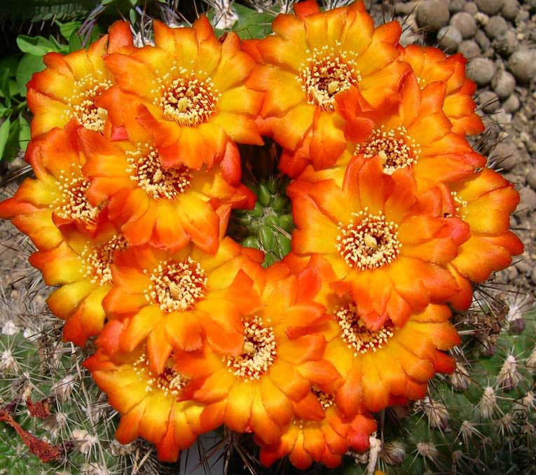 Weingartia Trollii (Red Flower).jpg