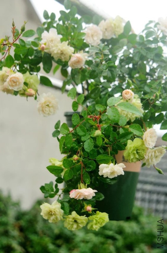 psb (1).jpg