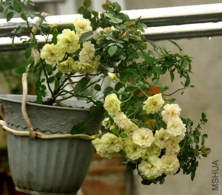 psb (10).jpg