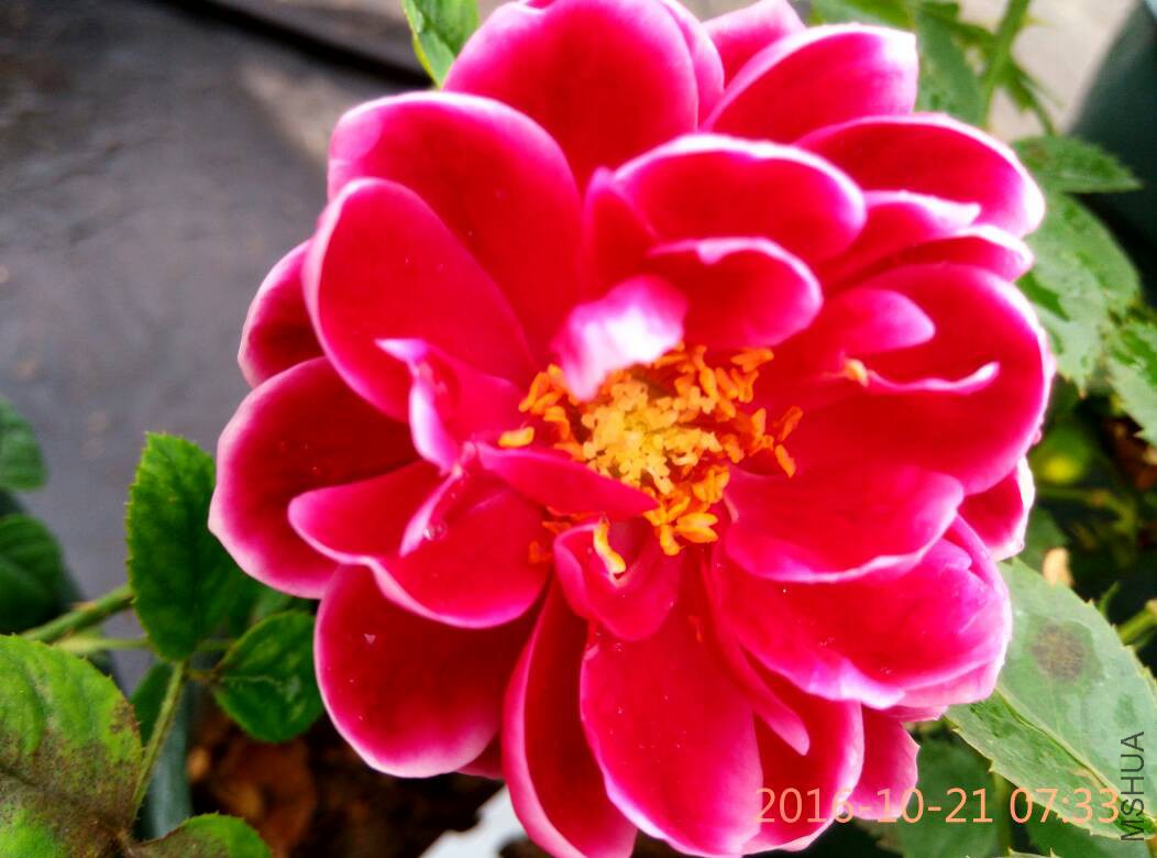 134355dv8775llyvgyp77l.jpg