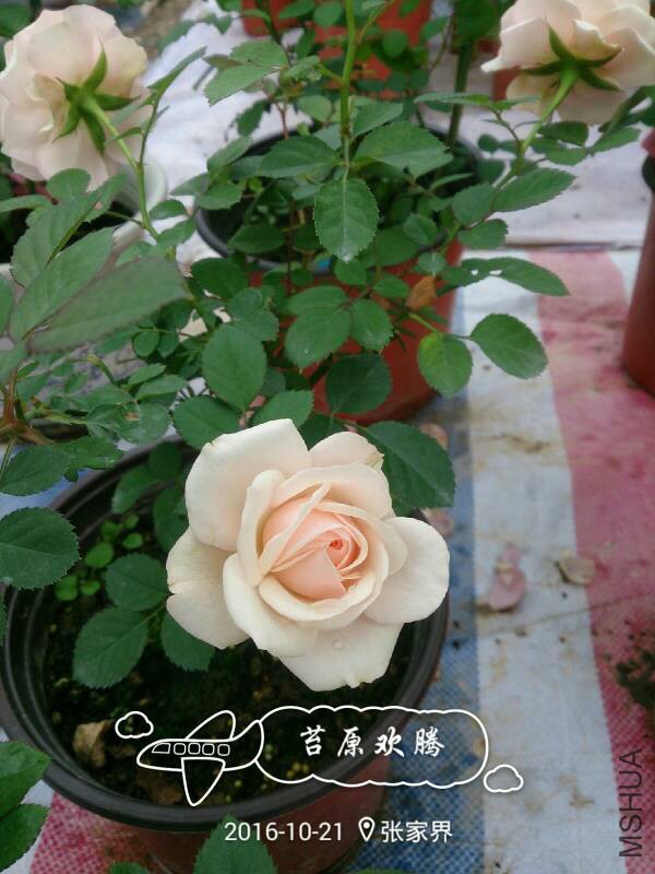 082149qq7tao9iorq97mqb.jpg