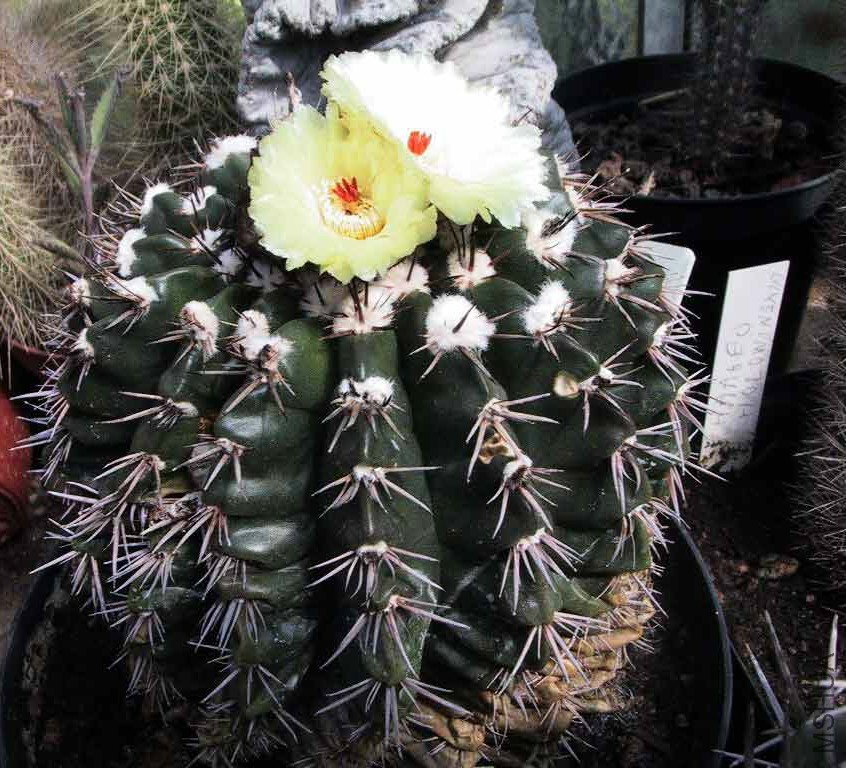 Wigginsia Sellowii.jpg