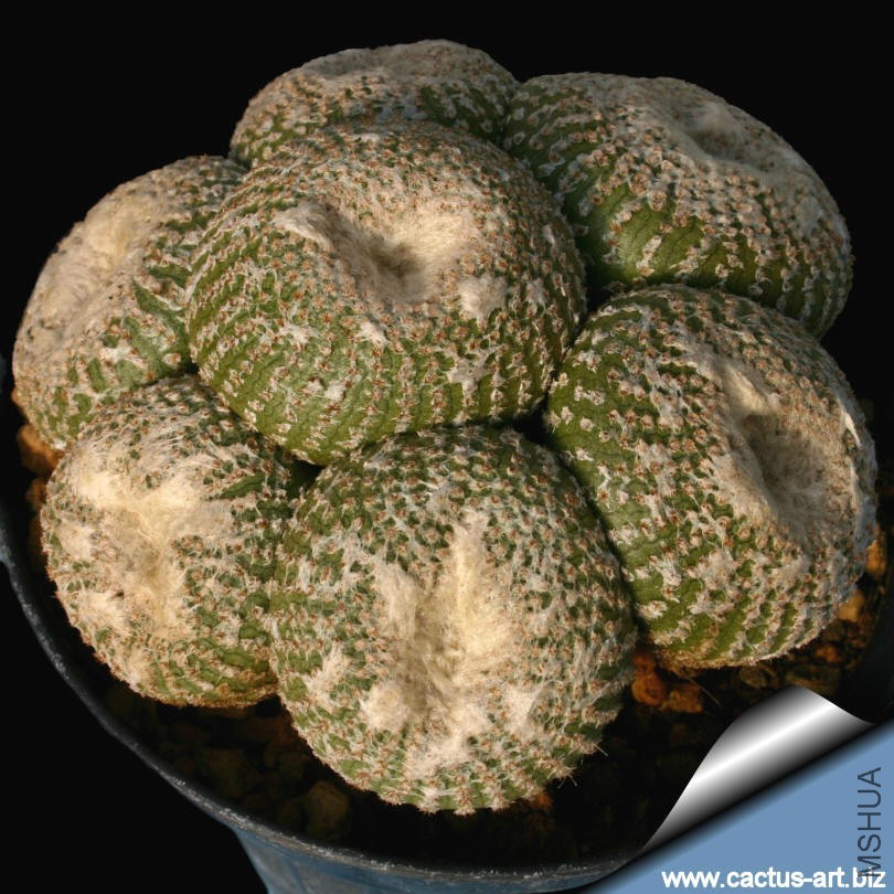 Yavia_criptocarpa_810.jpg