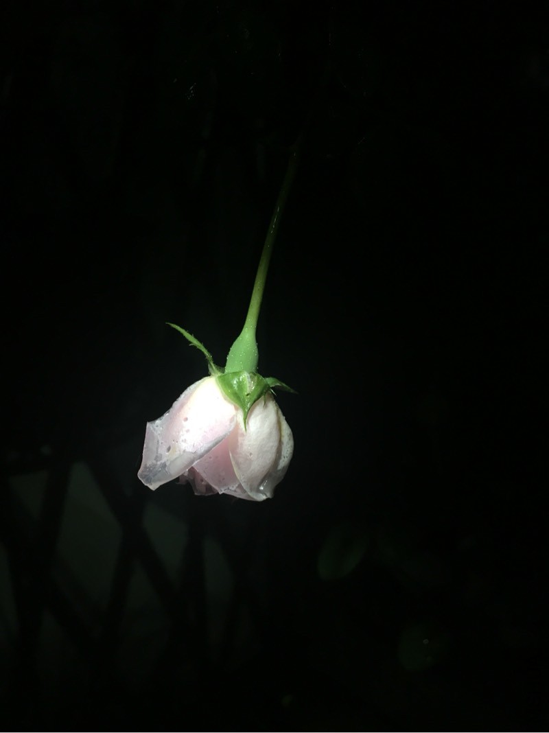 170141gv96gd94g267v7xm.jpg