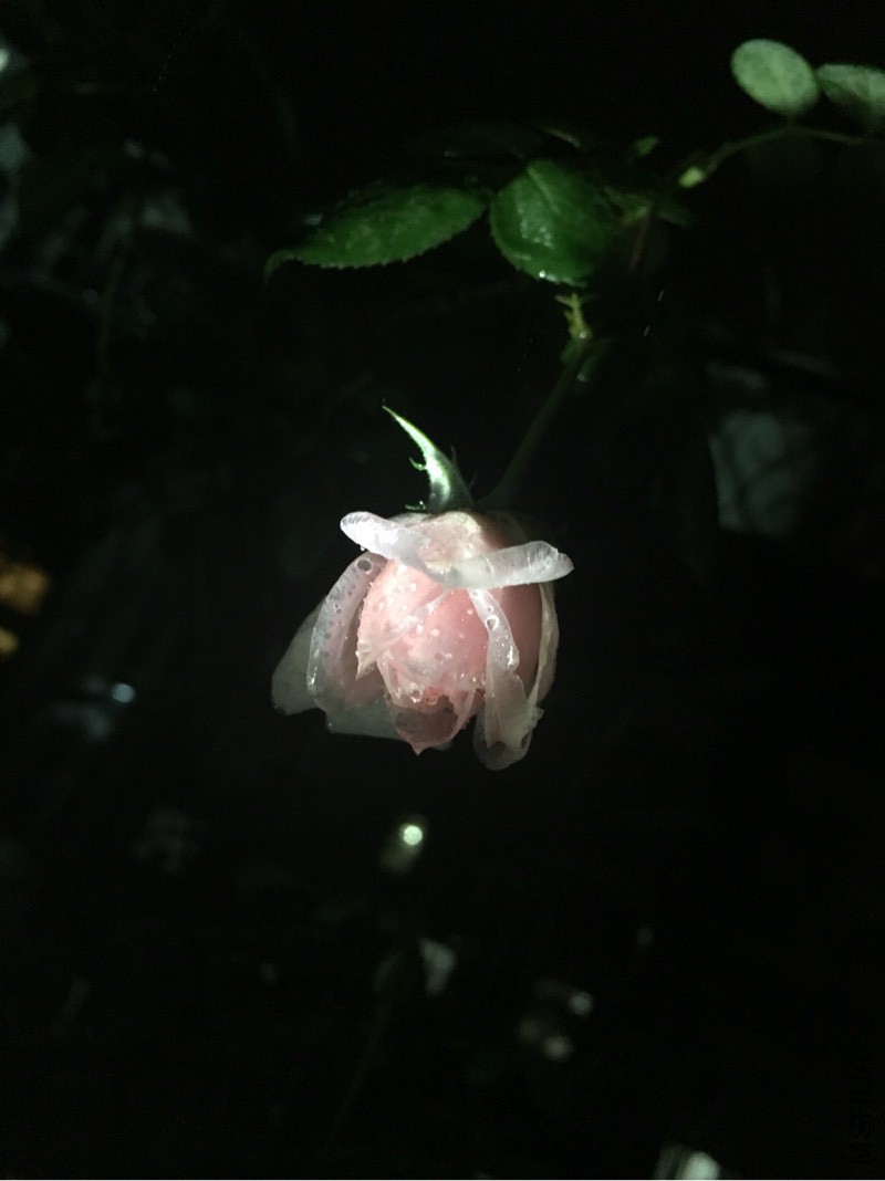 170142xsldo3ogs33c6sl9.jpg