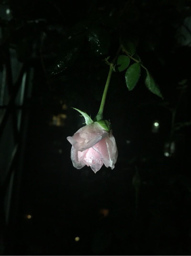 170142ybx0ommekzmr6m98.jpg