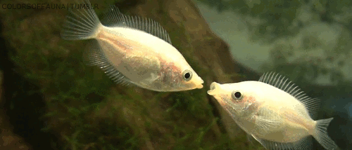 324dafd5a443be9bd5399838931528963a0dd13df7f4a-SUHdE5_fw658.gif