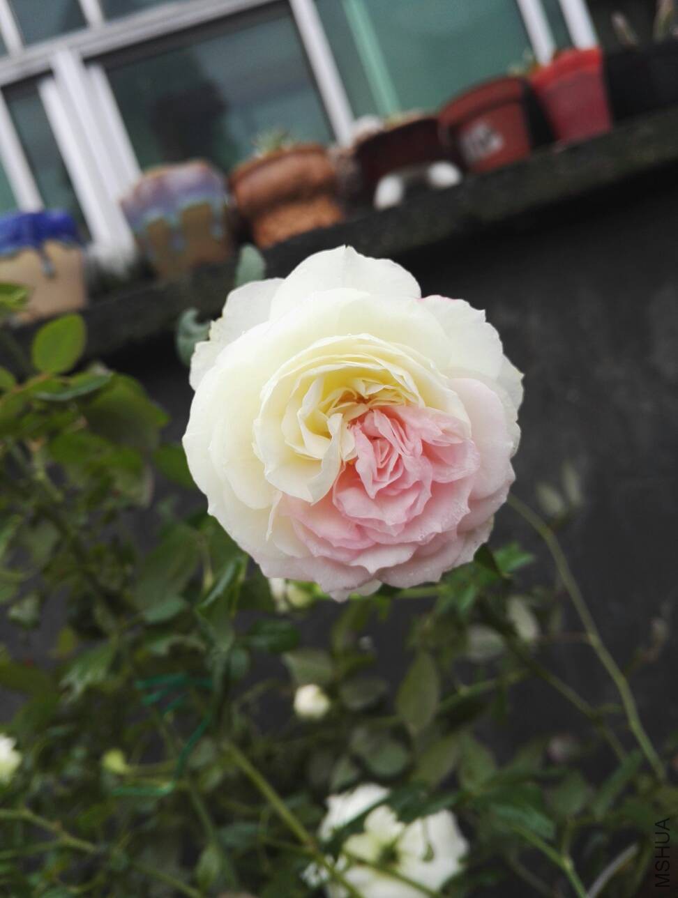 111137wpwd3io1h8ao8ip9.jpg