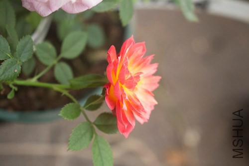 IMG_2594jpg1023.jpg