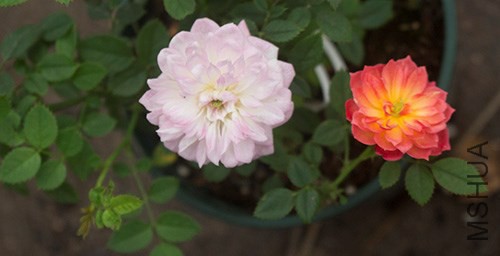 IMG_2595jpg1023.jpg