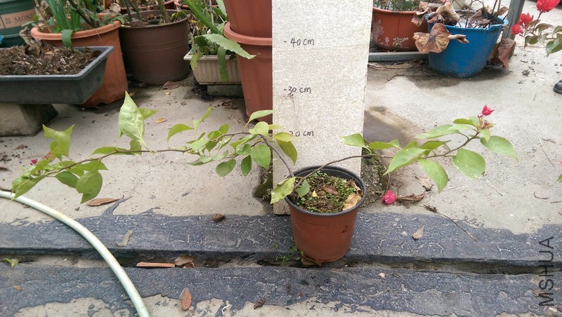 IMAG0193.jpg