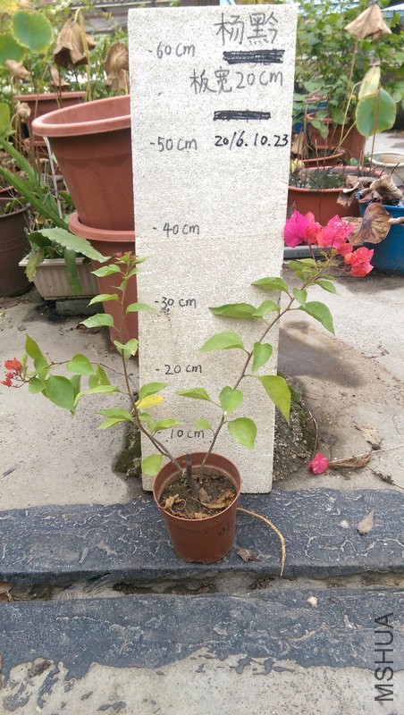 IMAG0191.jpg