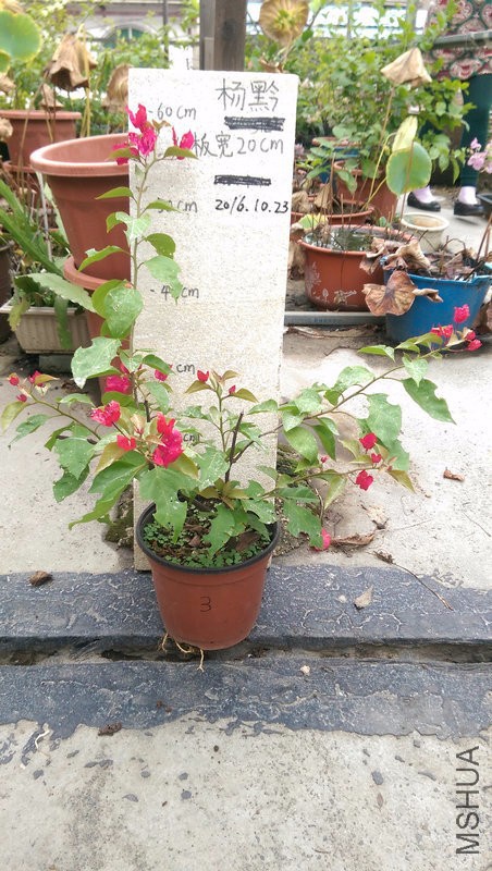 IMAG0192.jpg