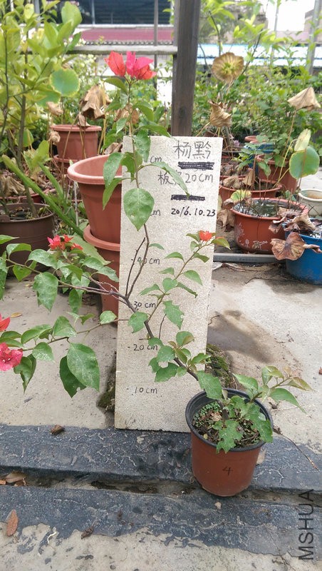 IMAG0194.jpg