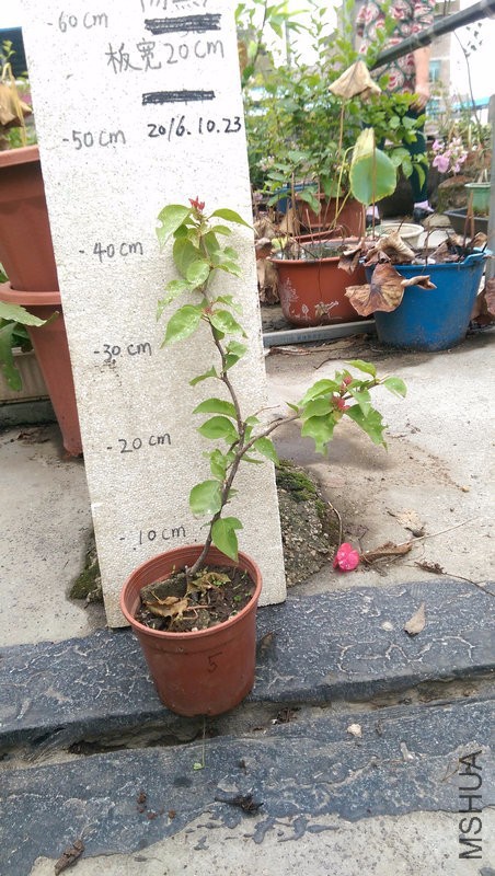 IMAG0195.jpg