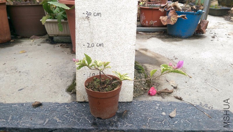 IMAG0196.jpg