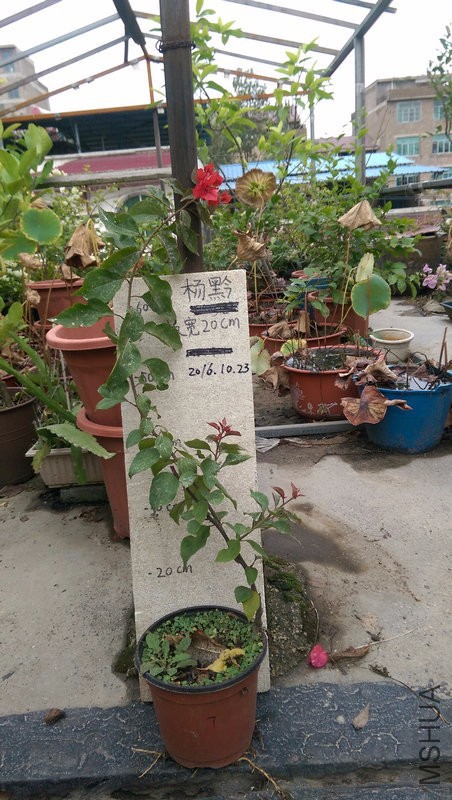 IMAG0199.jpg