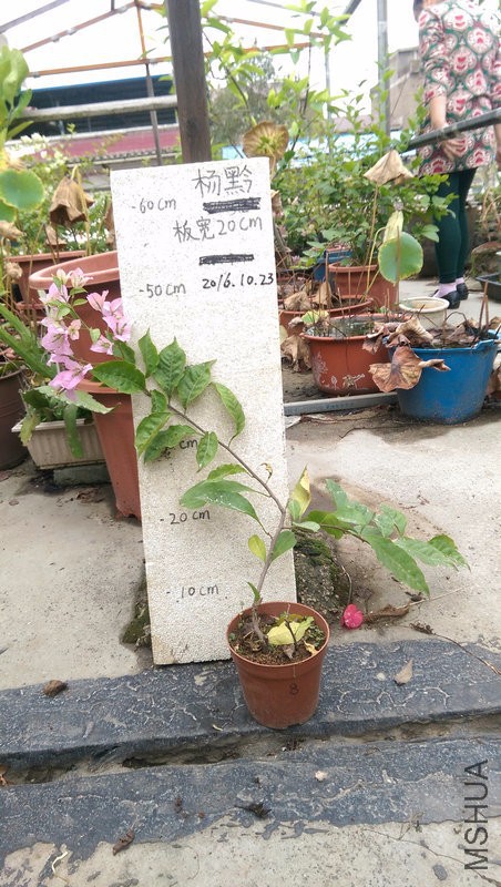 IMAG0202.jpg